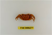 藏品(斑點擬相手蟹)的圖片